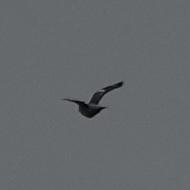 A grey bird seen from behind with fairly long wings turned up, on the right wing a white band is visible.