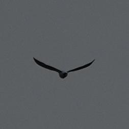 A grey bird seen from behind with fairly long wings turned into a flat v.