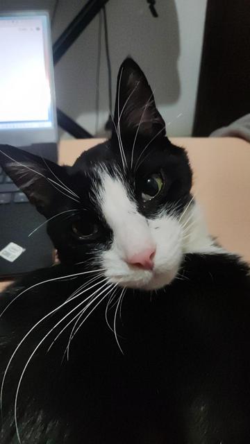 black qnd white cat staring direct into your soul