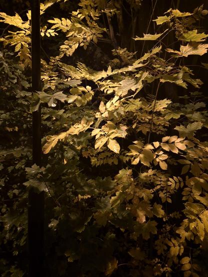 Leaves from various trees standing around a lantern, which appear golden in its glow