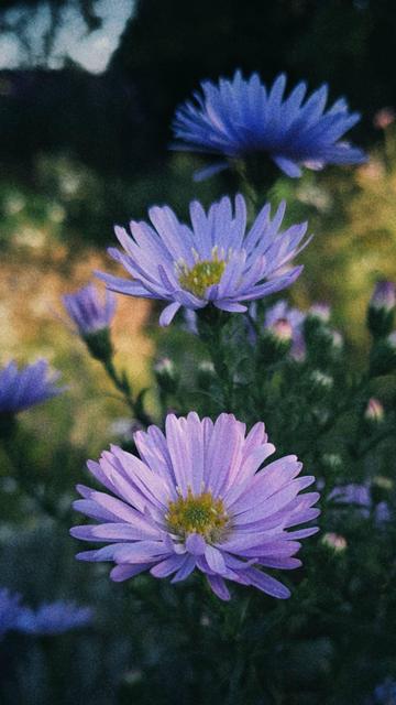 Three light purple blossoms in a row, in front of soft autumn colours.