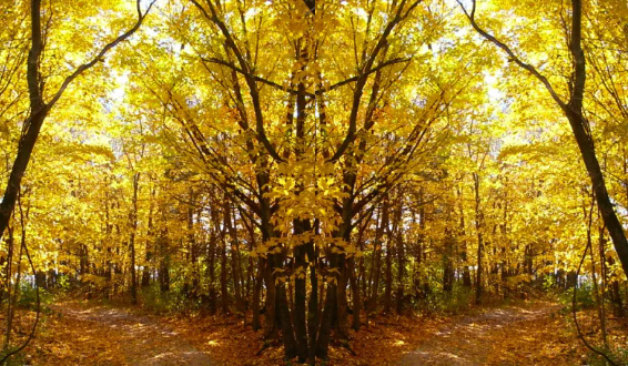 photoshop yellow wood mirrored into two identical paths