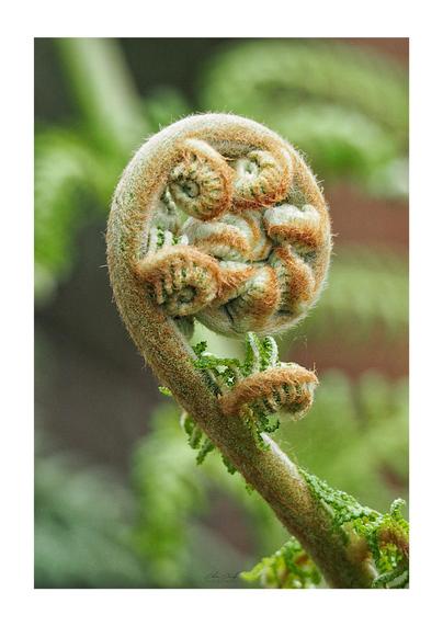 A portrait oriented close-up photo of a curled up green and brown fern frond, against an out-of-focus backdrop of fern leaves.