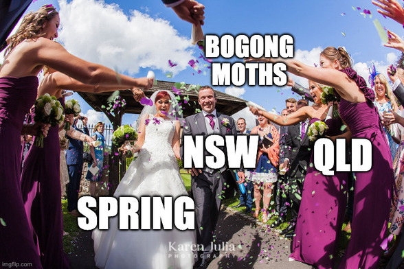 QLD bridesmaids throwing bogong moth confetti over NSW marrying spring