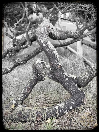 A black and white photo of partial view of a lichen splotched spruce  tree trunk shows how constant coastal winds shape trees next to the beach. The tree is very twisted, almost folded on itself, with winding rough barked branches. Large white splotches of lichen contrast with the dark bark. This tree is on the fence line by Roads End Recreation Area in Lincoln City, Oregon.