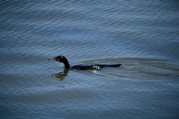 A surface of blue water, somewhat calm but featuring small ripples from a steady wind, and there are also small wavelets defined by swells of just a few millimeters. 

A bird is cutting across this and leaving an oval wake that shows a little more greenish amid the blue.

The bird is a cormorant, its back just barely rising above the waterline, and its neck and head up out of the water and pushed forward as if it’s swimming hard. 

It’s mostly dark black and gray colors on its slick feather surfaces, but there are small orange-red patches on its face below the eyes and behind the beak.

Its head is reflected in a distorted jagged way on the water surface below the face.

It kind of looks like a classic illustrated ‘sea monster’ pose.