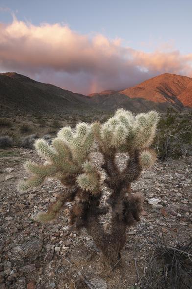 A color photograph of a cholla cactus in Anza Borrego Desert State Park, California. Clouds lit up at sunrise with a little rainbow appearing in light rain over mountains in the background.