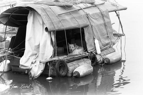 This is a black and white photo in landscape format of a dog curled up on a moored dinghy that's been converted into a small houseboat and is looking at the camera. Causeway Bay Typhoon Shelter, Hong Kong (2013).
Dominating most of the photo is the houseboat. Little can be seen of the hull except it appears to be a glass fibre (GRP) dinghy, about five metres long with the stern closest to the camera. The houseboat is viewed obliquely with the stern and right side in view. The camera is a few metres away and a metre or two above the water and angled slightly downwards. Fixed to the right side of the hull and floating in the water are two large blocks of polystyrene foam, wrapped in netting with a white cylindrical boat fender fixed horizontally on the outside. A further block can be seen on the left side. Fixed to the top of the gunwales are a number of lengths of bamboo. A number of arched poles spanning the width of the boat support the canvas cover. Under the cover are some further lengths of bamboo further supporting the cover. Part of the cover on the rear right side is rolled up creating a makeshift window. Inside this window is our dog that's curled up under the window and looking out towards the camera. The dog has the appearance of a Labrador or Golden Retriever crossbreed. Surrounding the houseboat is the dark still (and very smelly) water of the typhoon shelter.