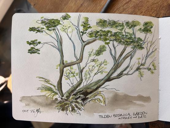 Sketch of a skinny tree