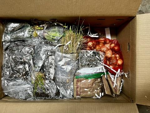 A box full of bulbs and plant roots.