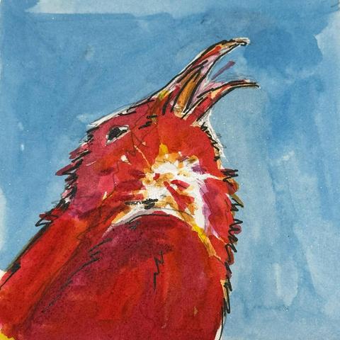 Bright red bird with a long curved beak, tips head upwards against the blue sky, mouth open, tongue out.