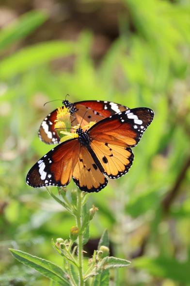 Zwei Kleine Monarchenfalter sitzen einander gegenüber auf einer Pflanze mit kleinen gelben Blüten, dem Breitblättriger Klebalant. Beide haben die braun-orangen Flügel mit schwarzen Mustern weit ausgebreitet.