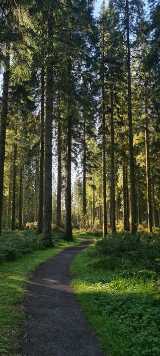 Some very tall evergreen trees - possibly spruce - with the low sun hitting them side on. A grey footpath winds between them.