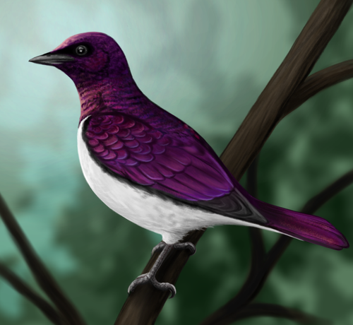 Realistic drawing of a bird sitting on tree branch, depicted from left profile. It has shiny violet/purple head, back, wings, white belly and some black feathers at wings' edges and around eyes. It has small, sharp-looking black beak and gray legs. There are blurry leaves in the background.