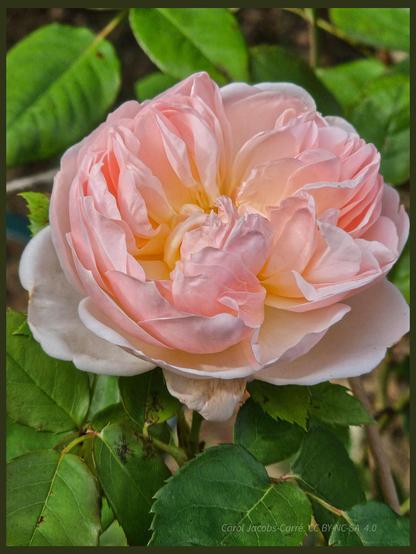 A pale pink and apricot rose full day of ruffly petals opens to the sun and reflects the light. The heart of the rose is pink and gold. The rose is surrounded by bright green leaves.