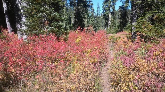 A narrow dusty track through waist high berry bushes that have turned bright red.