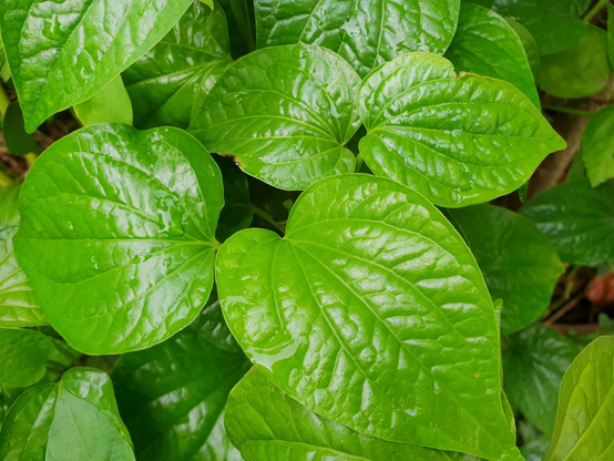 Close-up of dense, glossy bright green heart-shaped leaves with prominent veins, filling the frame.