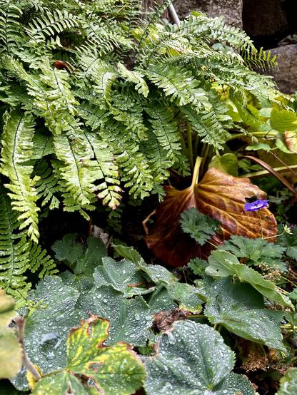 Autumnal garden vignette with a lot of leaf textures, some yellowing and browning leaves, and one lone purple flower. Lush, wet, layered.