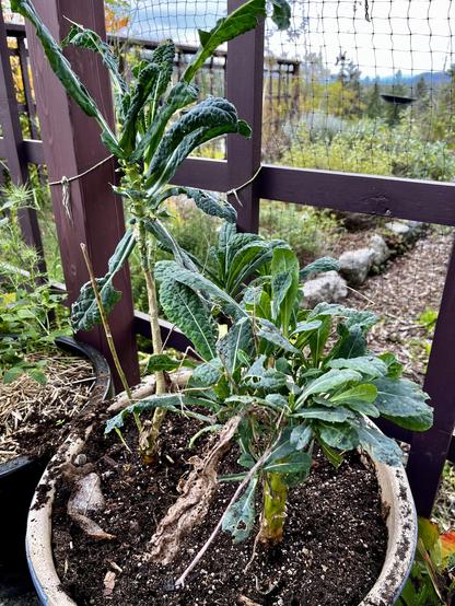 Scraggly lacinato kale in a pot