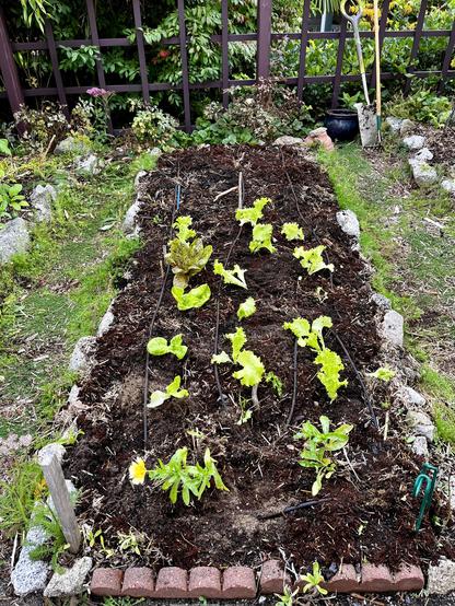 Rock edged garden bed freshly planted with small lettuce and empty ground at the back where the broad beans haven’t yet emerged
