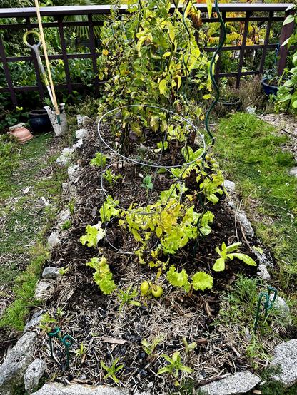 Rock edged garden bed with tomato plants on their last legs underplanted with kale, mustard and lettuce
