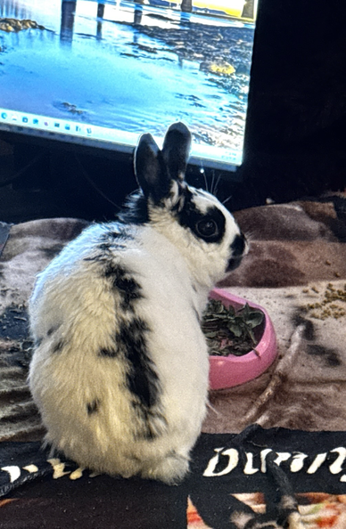 Bunny’s behind faces camera and bunny glances over her right shoulder to look at the camera