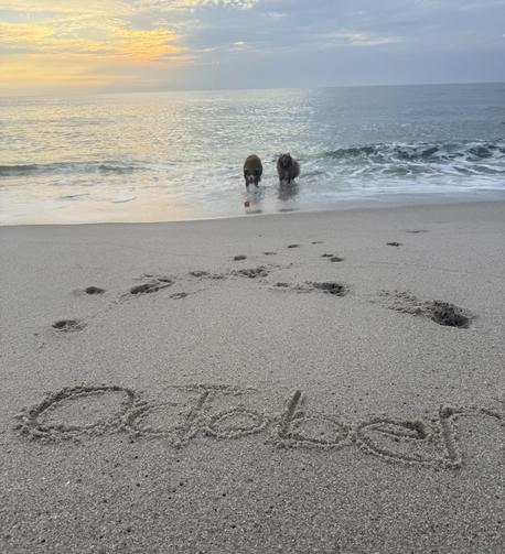 October is written in the sand at the early morning beach.  At the water's edge are two red australian shepherds, facing the camera, one with an orange ball in his mouth. The sea and a lot of the sky is slate blue - viewer's lefty has the pale orange and yellows of sunrise