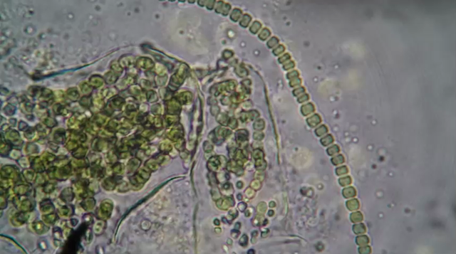 video of a tardigrade multilegged swimming microscopic bear / paramecium thingy that some asshole thought it was important to see if they can survive boiling. They can but no one asked them about the experience.