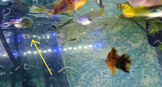something weird in my tank