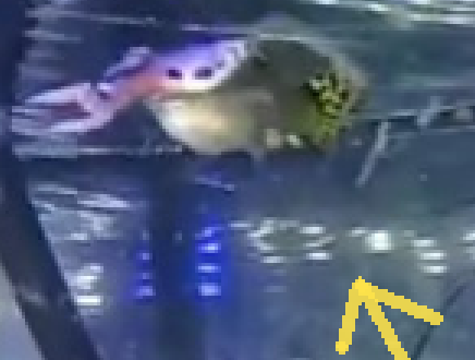 it is the same what the hell is that but now its bigger; floppy ears goth eye makeup fat body and one arm looks like wire cutters