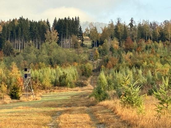 Durch eine Schneise im zum Teil noch niedrigerem Nadelwald sieht man einen Gipfel.
Von rechts scheint die Sonne und zieht noch recht lange Schatten.