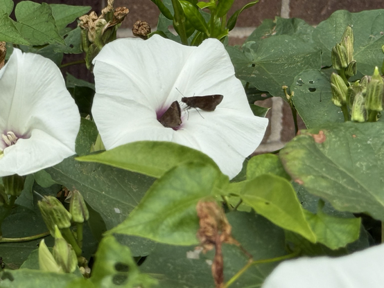 Photo of a white morning glory bloom - which opens in the morning and closes later in the day.  There is a small brown moth feasting on the stamen’s pollen, with a second moth waiting nearby.