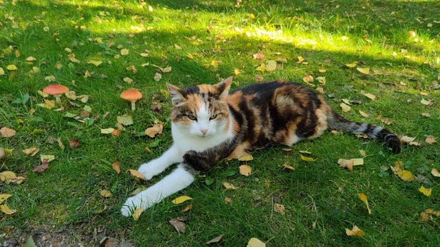 Photo of a tricolor cat lying on juicy green grass, on belly, with front paws stretched ahead and rear paws hidden under body. The cat is looking at camera with suspiciously glad facial expression. There are dry leaves around, two toadstools and some brighter spots made by sunlinght.