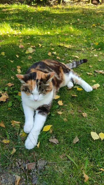 The same cat lying on the lawn, but closer and from different angle. Cat's head is turned to camera, but now with closed eyes. Rear paws are on left side of body. There is great contrast between green grass and white parts of cat's fur.