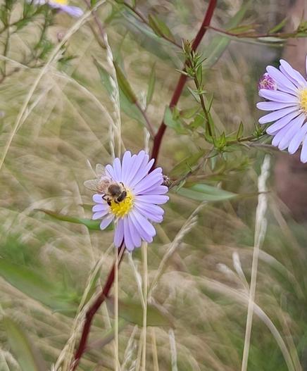 Im Zentrum: lila Blüte mit vielen kleinen, länglichen Blütenblättern. In der Mitte gelb. Darauf sitzt eine Biene. 
Außerdem sieht man einen rötlichen Stengel sowie einen kleinen Stengel mit grünen Blättchen, an dem eine weitere Blüte ist. 
Im Hintergrund verschwommen Wiese, die aus grünen und trockenen, langen Halmen besteht.