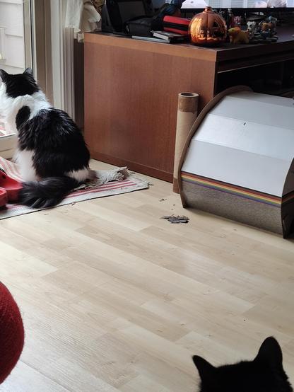 Selina, the black and white floofy kitty, sits looking out the sliding glass door. Laurel, the black kitty, sits in the lower right corner getting ready to launch herself at Selina in a playful way.