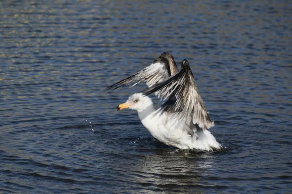 A white gull on a surface of blue water with ripples spreading out in rings around it. Its body is raised up out of the water and casting splash droplets around, and its gray wings are arched up in a crooked stance above its head. There is low bright sunlight on the bird from behind, and the wings cast a little shadow across their neck. The bird’s head and yellow beak are in profile, but the small dark eye appears to be looking right at the camera.