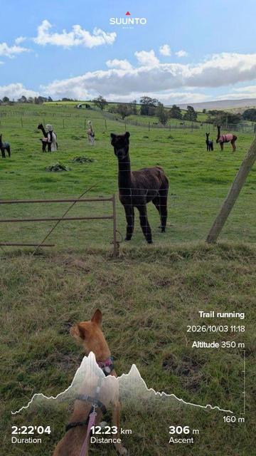 Penny looking at the Alpacas, they were very interested in Penny and started to run with us on the other side of the fence. Side note there's clearly money in alpaca wool, outside the farm there were a Lamborghini and a massive range rover parked. My running stats imprinted on top