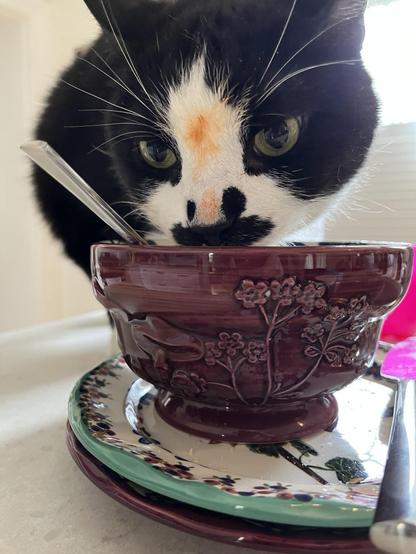 Frank, a large tuxedo cat, is licking Alpha Getti sauce from a bowl unwisely left unguarded on the counter. The bridge of his nose is orange from food dye.