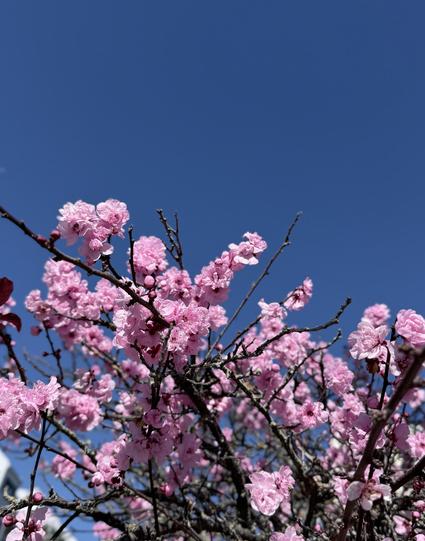 Pink plum blossoms covering scraggly twig branches, with a flat deep blue sky behind them.