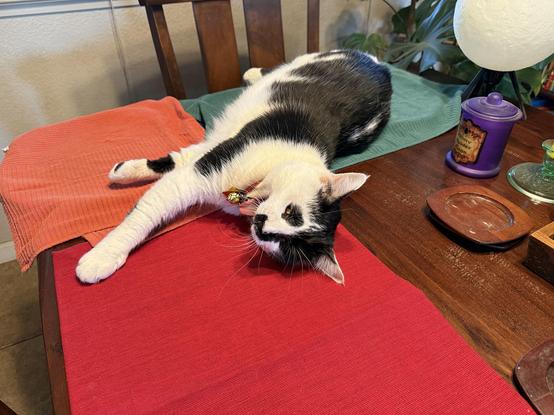 A large cow cat yawns as she lies on a couple of dish towels and a placemat on a wood table.