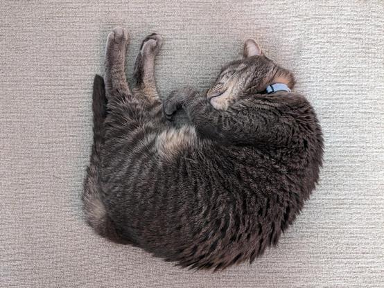 Gray kitty sleeping curled up with his back legs extended