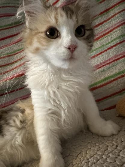 Relatively new calico-ish (?) kitten, full of, as they say, the beans