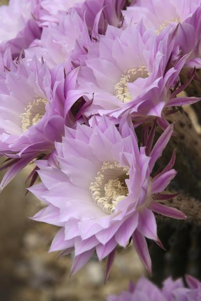 A color photograph of the large, pink blooms of an easter lily cactus. This was photographed from a garden in San Diego, California.