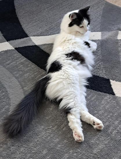 A floofy white and black cat lies sprawled on her left side with front paws pulled up and rear legs and very fluffy black tail extended. Her head is erect and she's looking intently straight ahead.
She is on a grey rug with bold, curvy lines o black, white, and lighter grey.
There are a few small spots of pink color, her nose and toe beans.