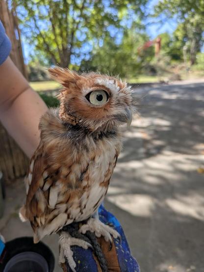 Beans is sitting on his keeper's glove. His head still looks a bit scruffy and patchy but the feathers are coming back in. As usual he's a but ruffled, glaring at something off camera