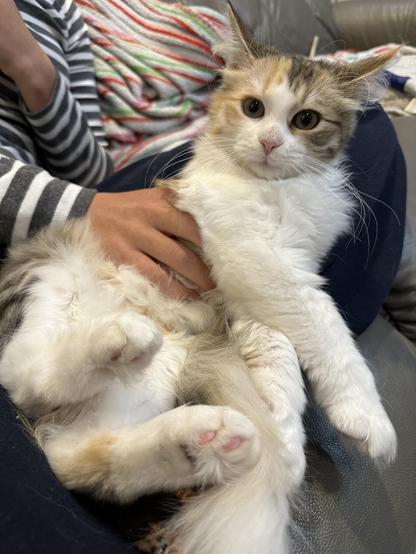 Very floofy little calico kitten