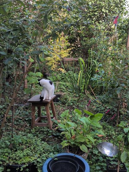 Cat on stool in garden licking fur