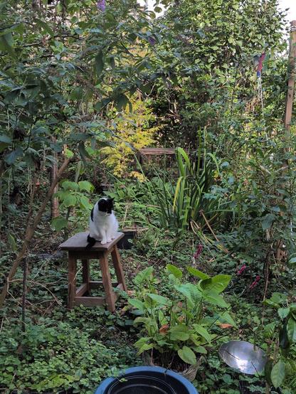 same cat on stool but licking other parts of herself
garden is one green mass with trees and shrubs and greenish ground cover plants