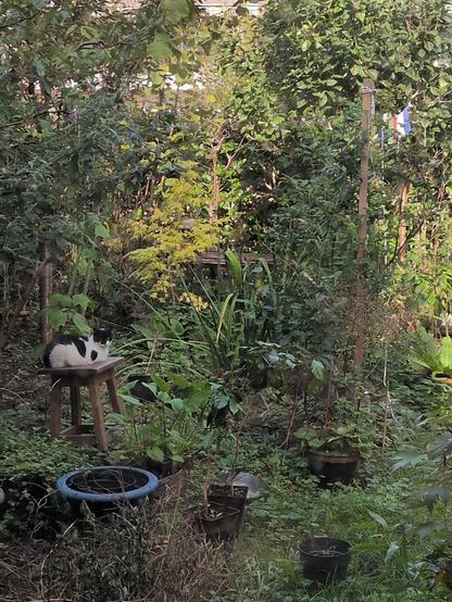 same cat, black and white, now sitting differently watching its surroundings